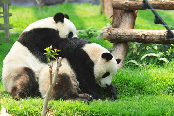 Où trouver les meilleures excursions pour observer les pandas géants en Chine?