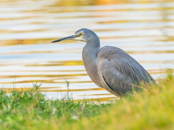 Comment organiser des vacances en Australie avec des cours de cuisine et des excursions pour observer la faune?